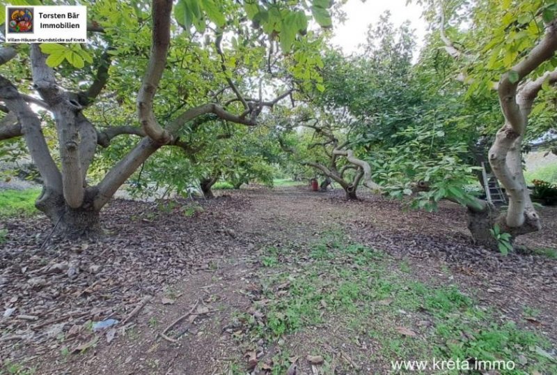 Armeni Kreta, Armeni, Advocado Farm 17.000m² mit Cottage 55m² Wfl. Gewerbe kaufen